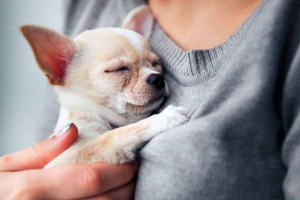 Pas drhti i trese: razloge kako pomoći? Pas drhti i trese: razloge kako pomoći?